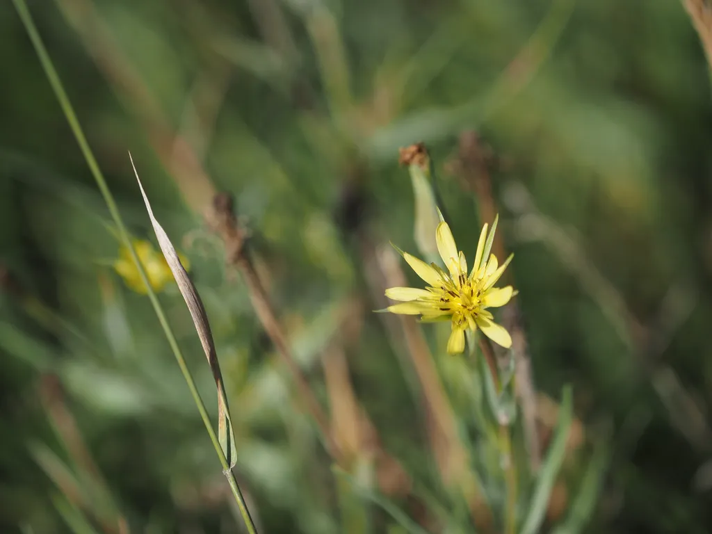 a yellow flower