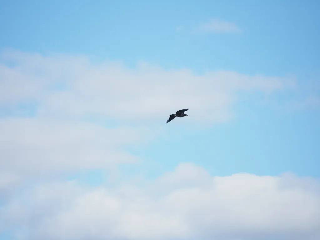 a hawkflying through the sky