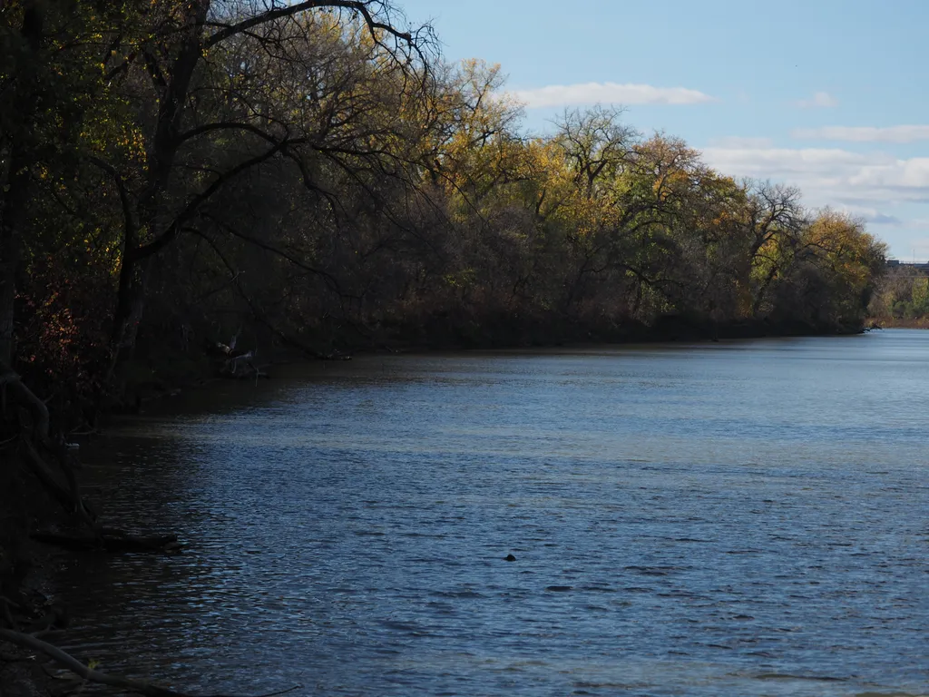 trees growing along a river