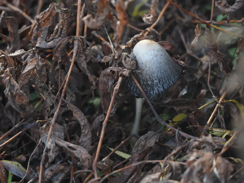 a tall mushroom amidst fallen leaves