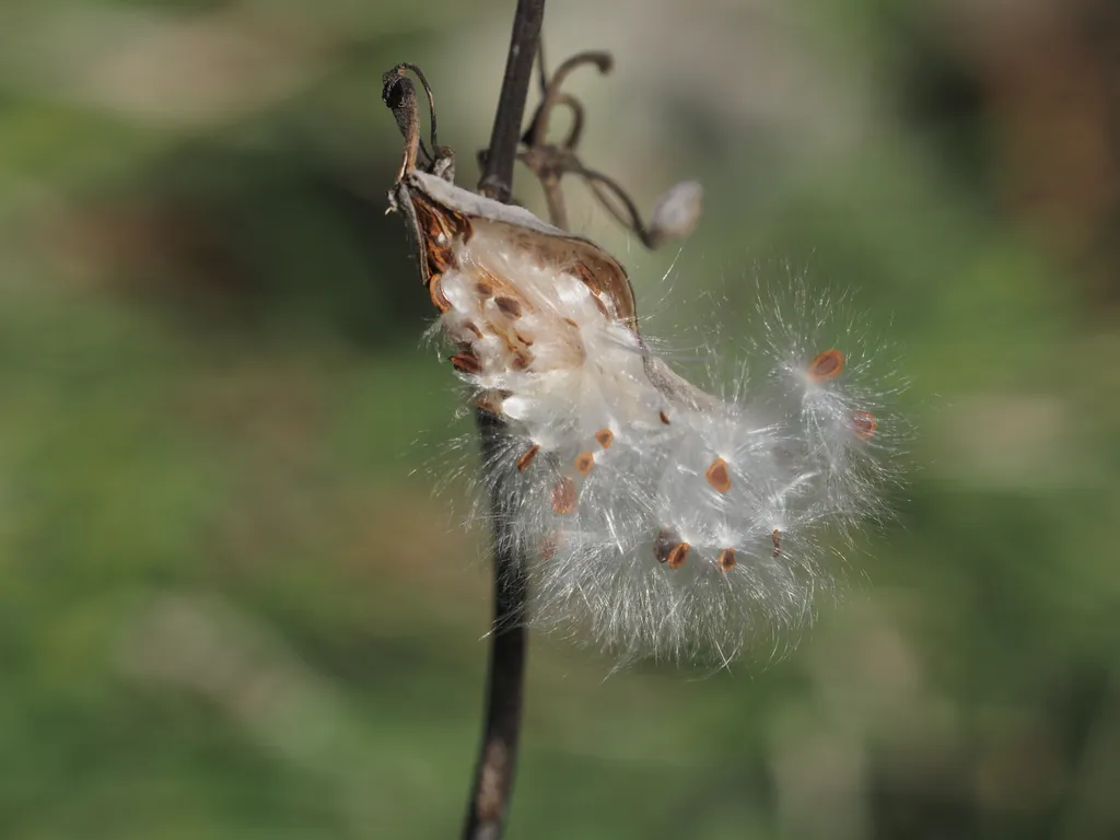 fluffy seeds escaping a pod