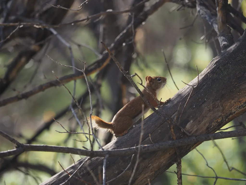 a squirrel climbing a fallen tree