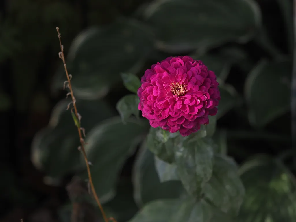 a fuscia flower