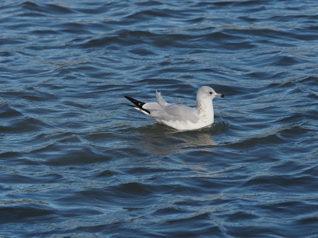 a seagull on a choppy river