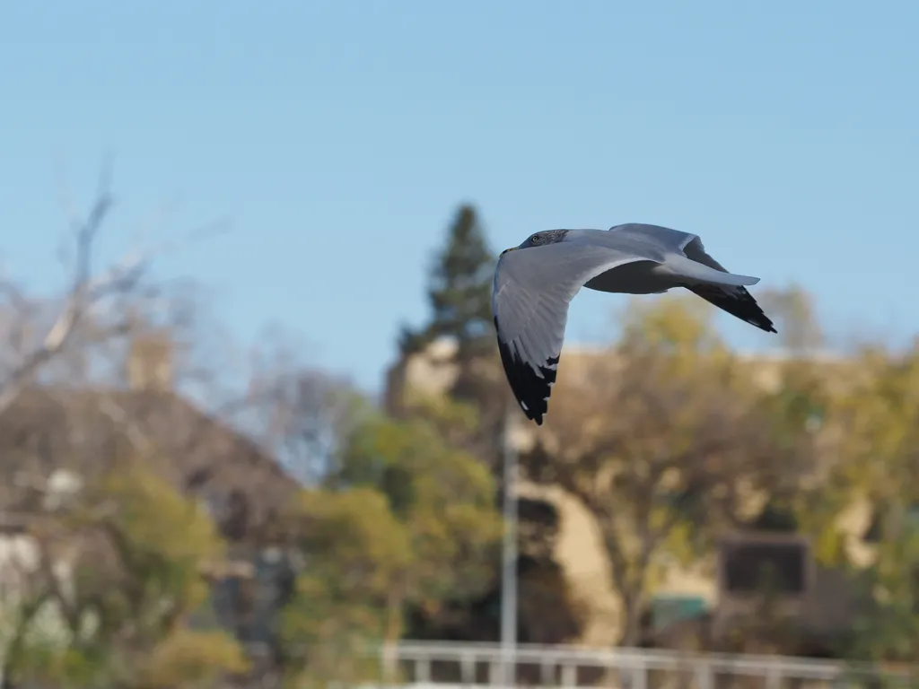 a grey gull flying through the air