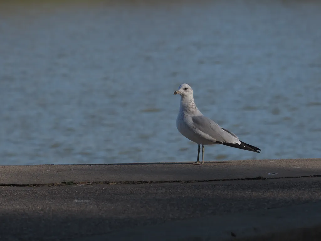 a seagull standing on the edge of a concrete barrier