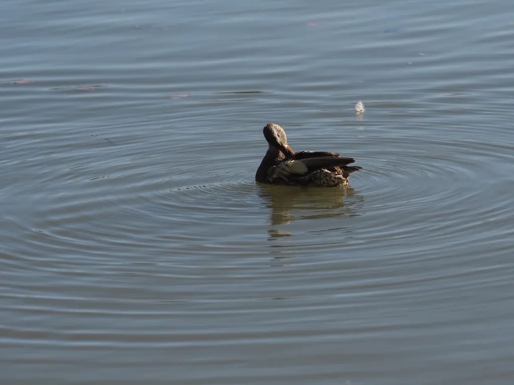 a duck preening