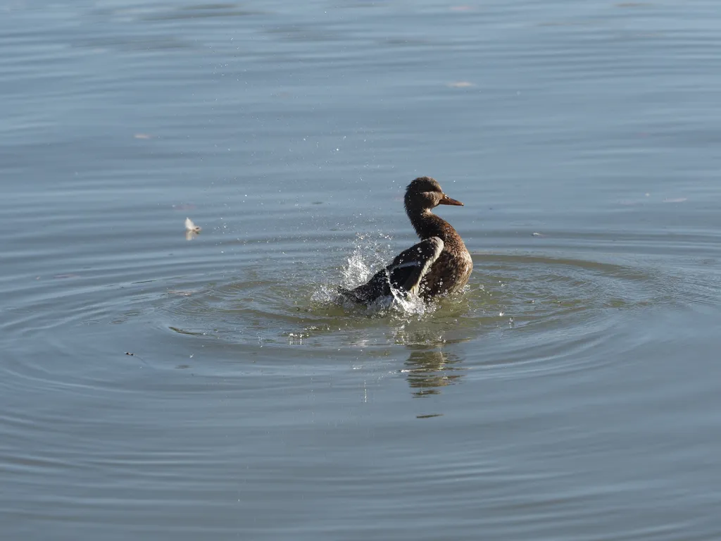 a duck preening