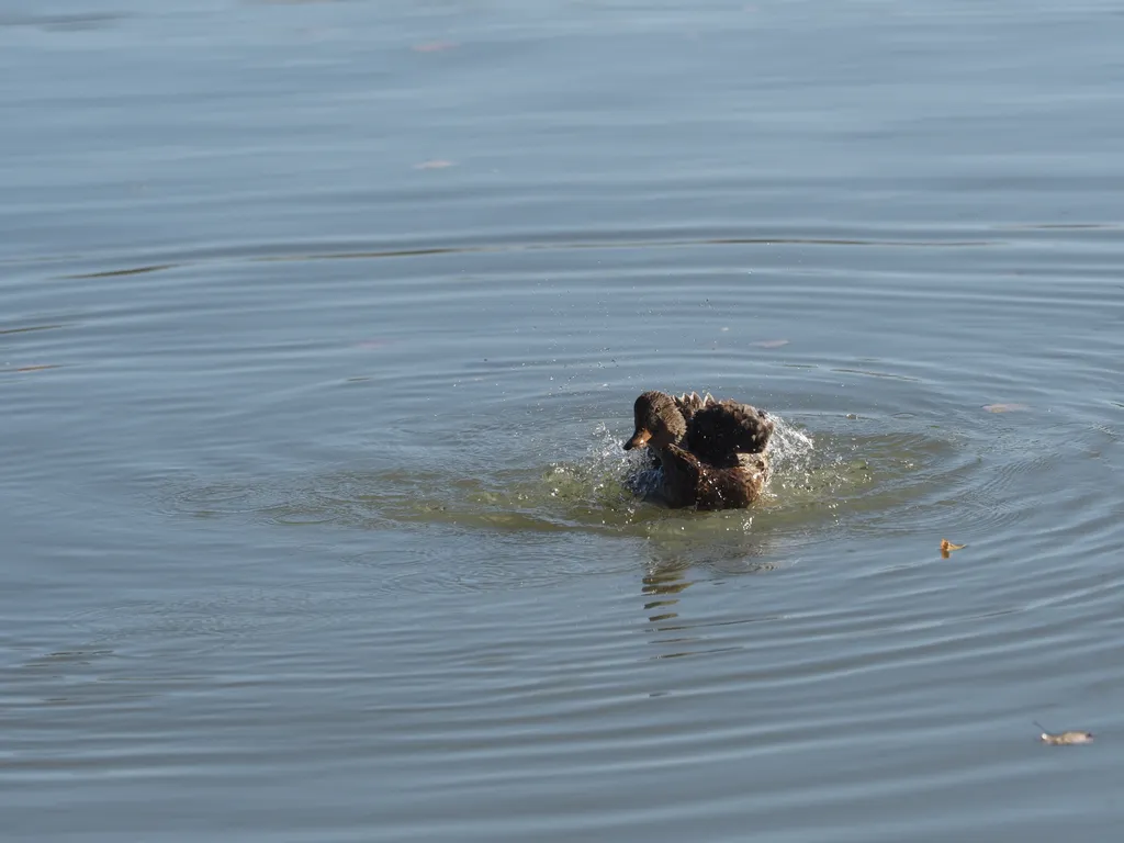 a duck preening