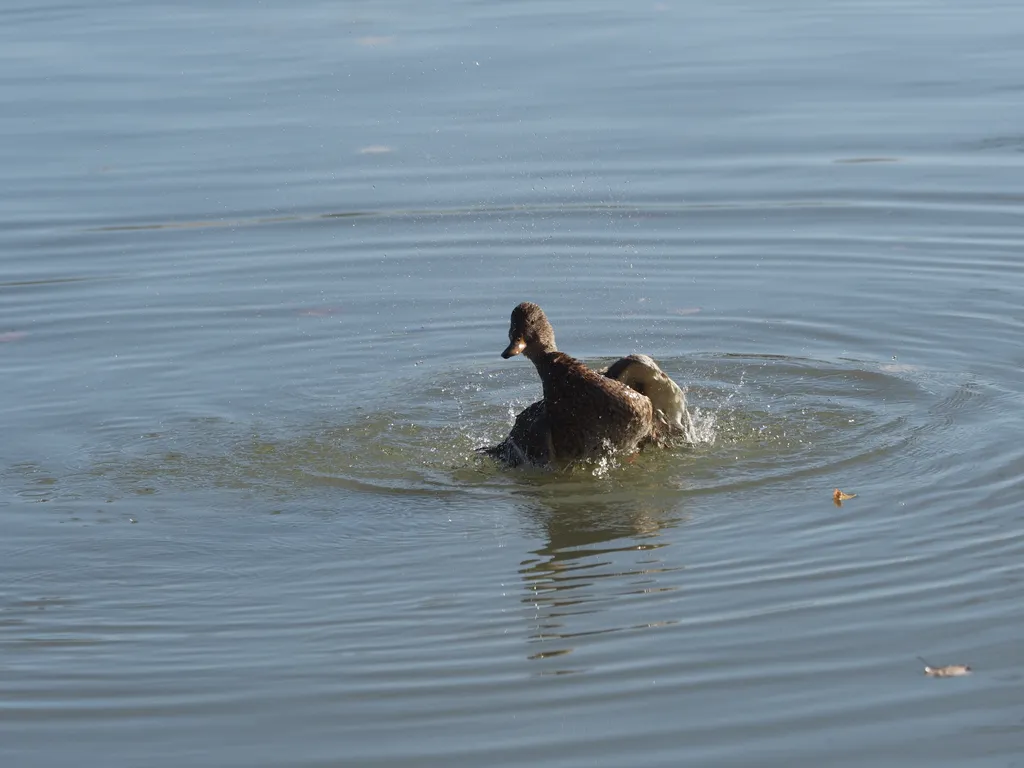 a duck preening