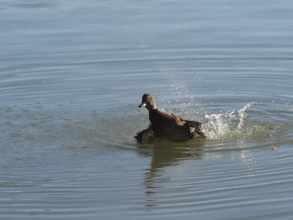 a duck preening