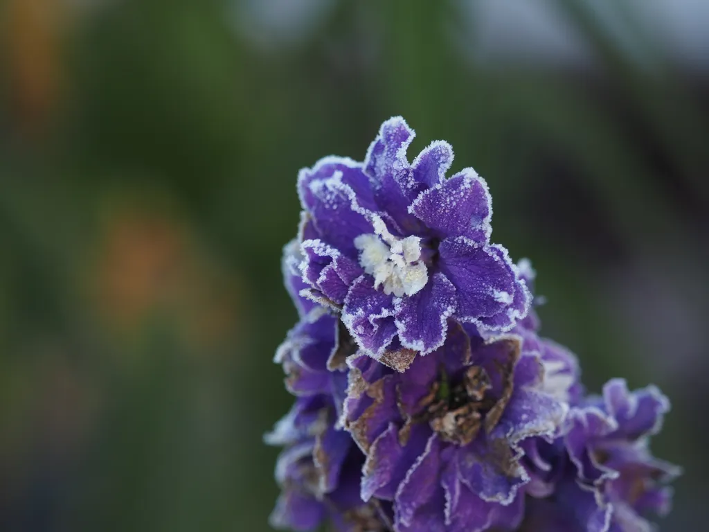 purple flowers covered in frost