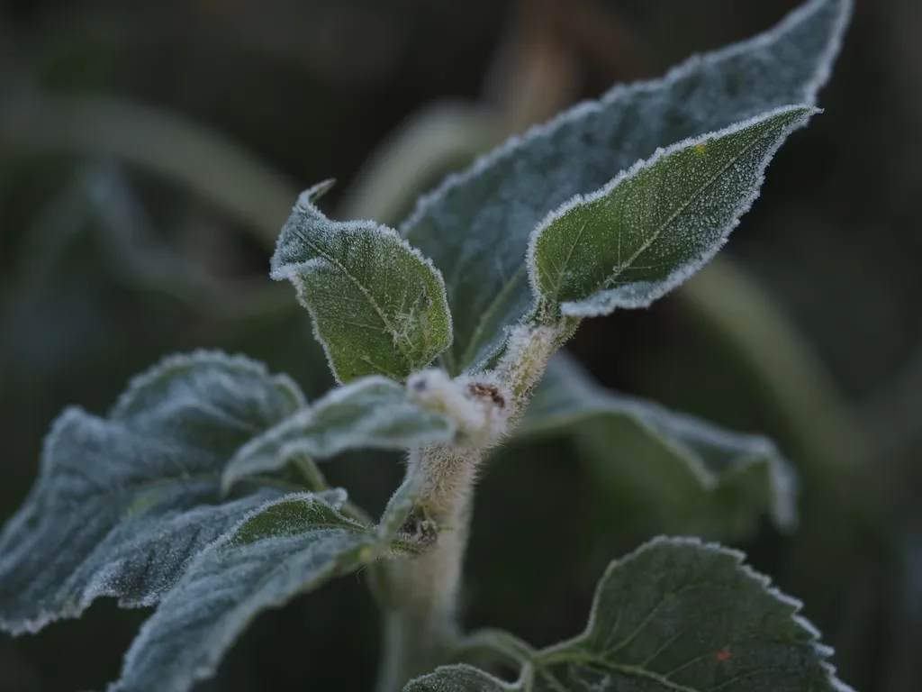 frost on a sunflower plant