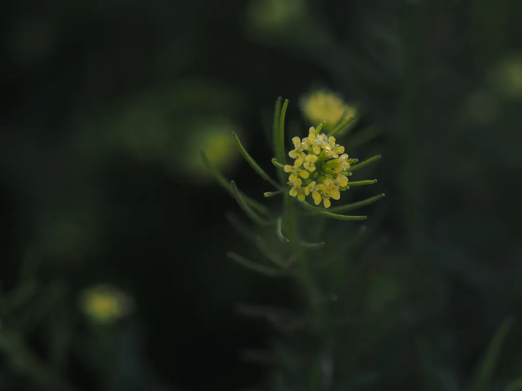 frost on tiny yellow flowers