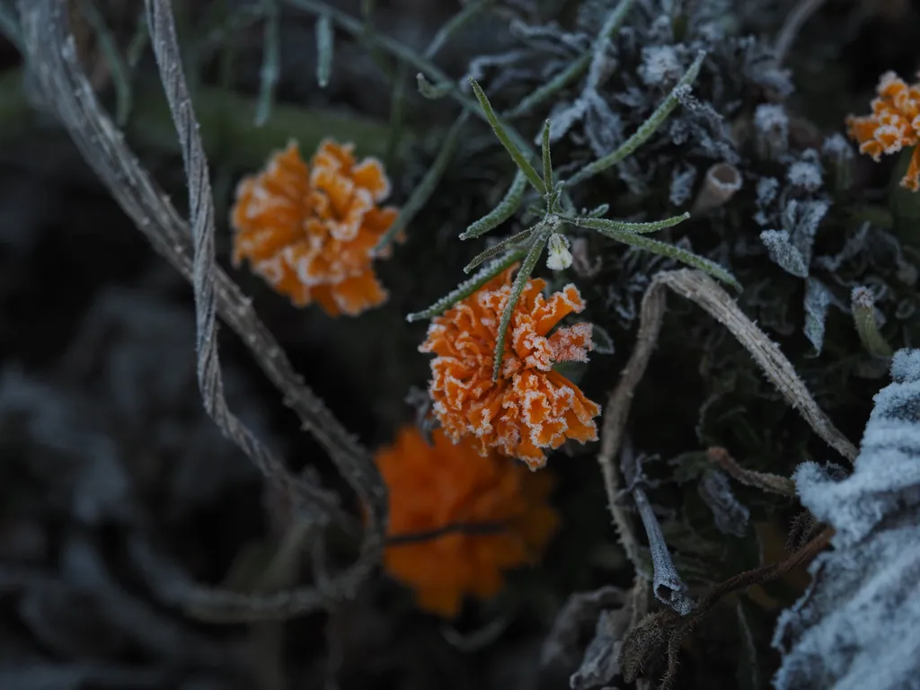 frosty orange flowers