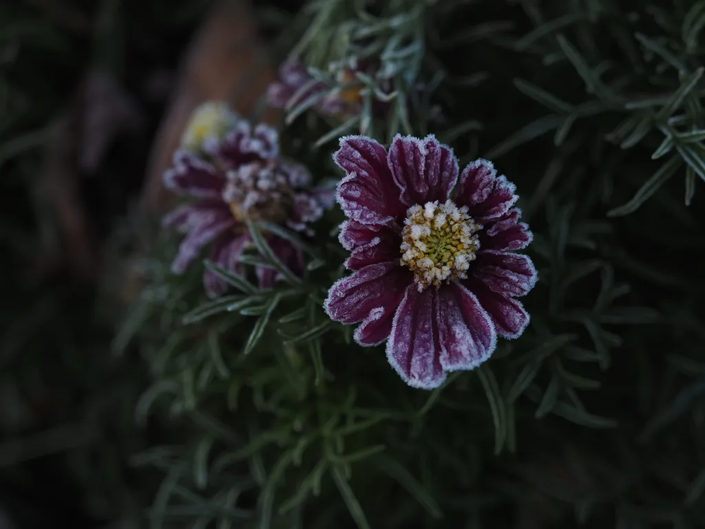 frosty fuscia flowers