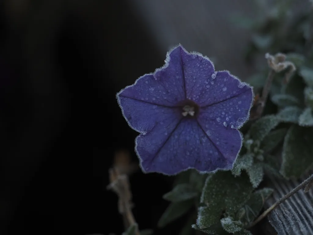 a purple flower with frost along its edges