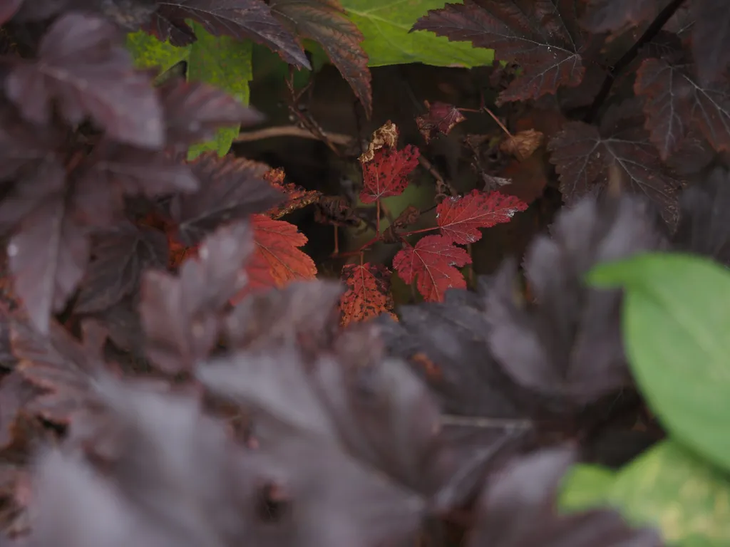 green purple and read leaves