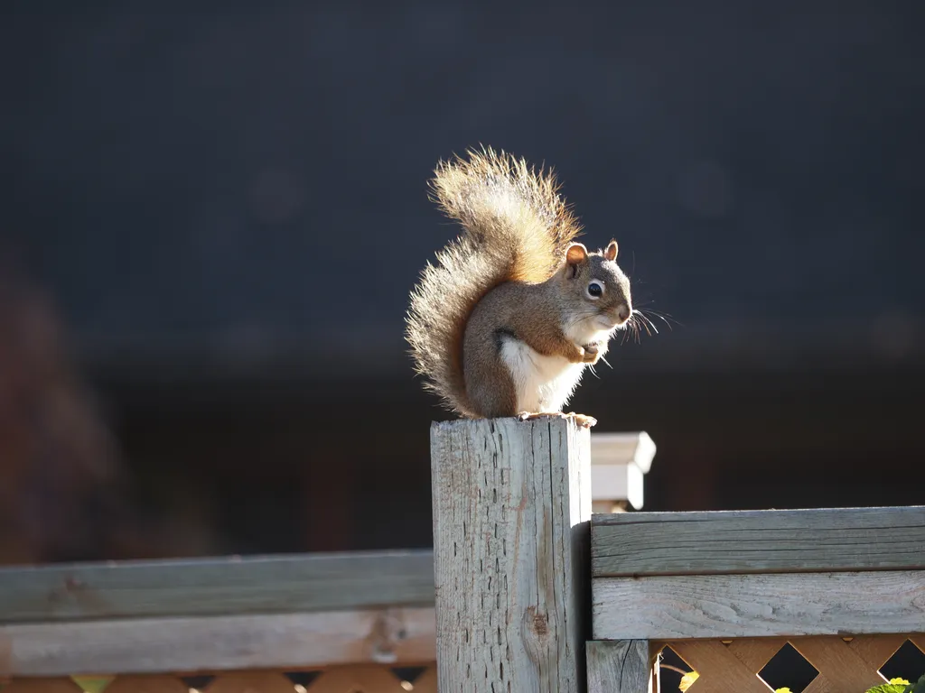 a squirrel on a fence post