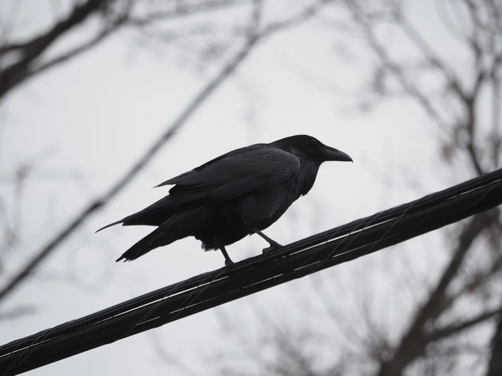 a raven on a wire