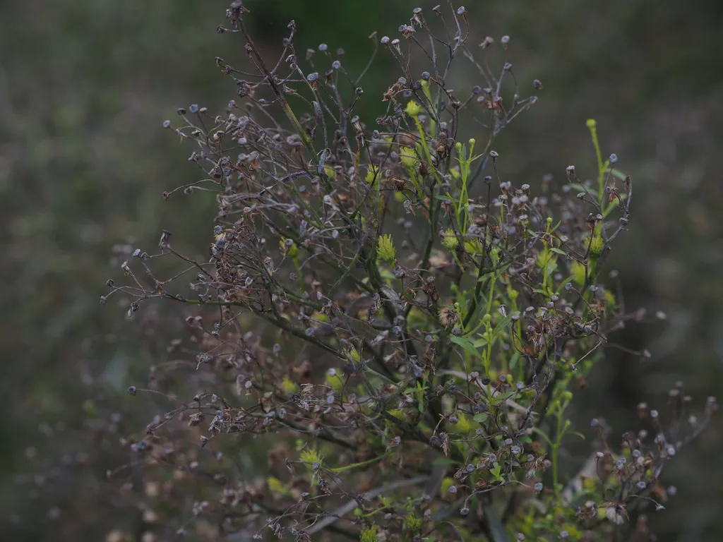 fresh green sprouts on a plant that had previously gone to seed