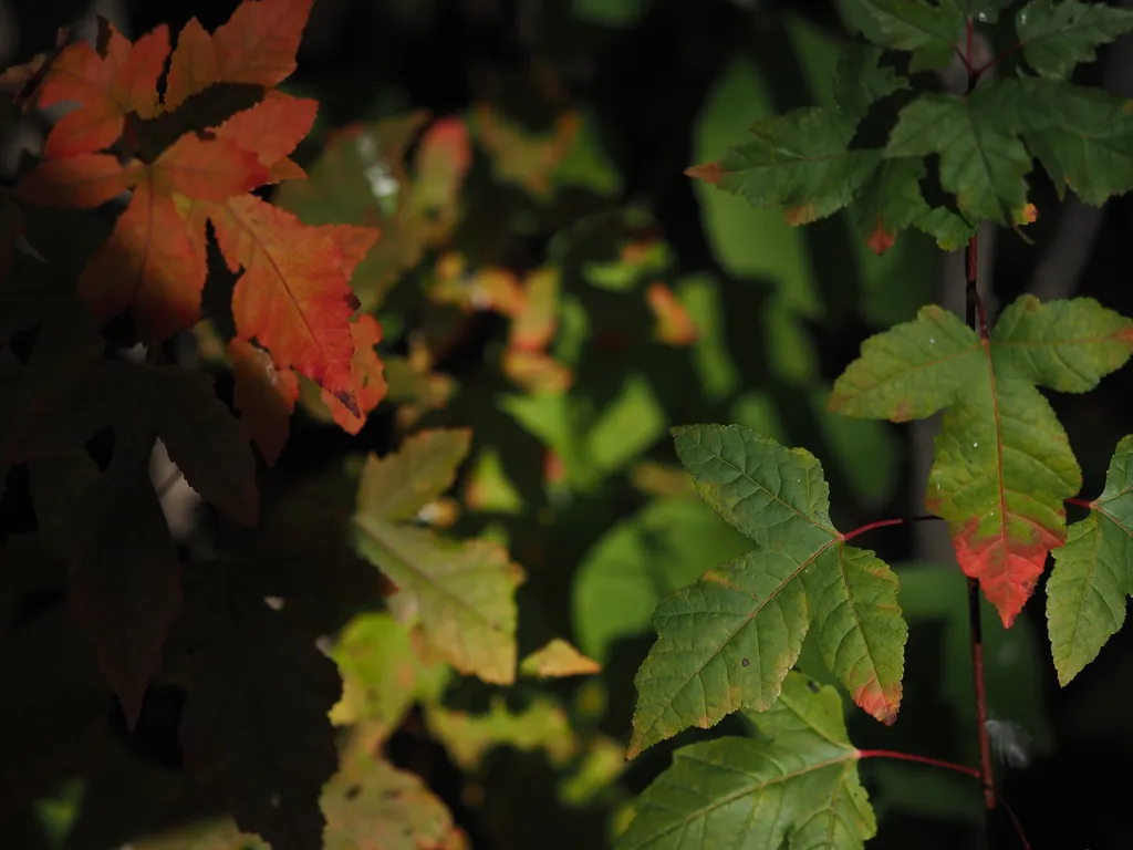 red and green leaves