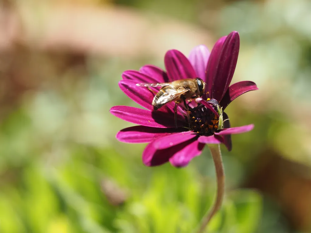 a bee-like fly on a magenta flower