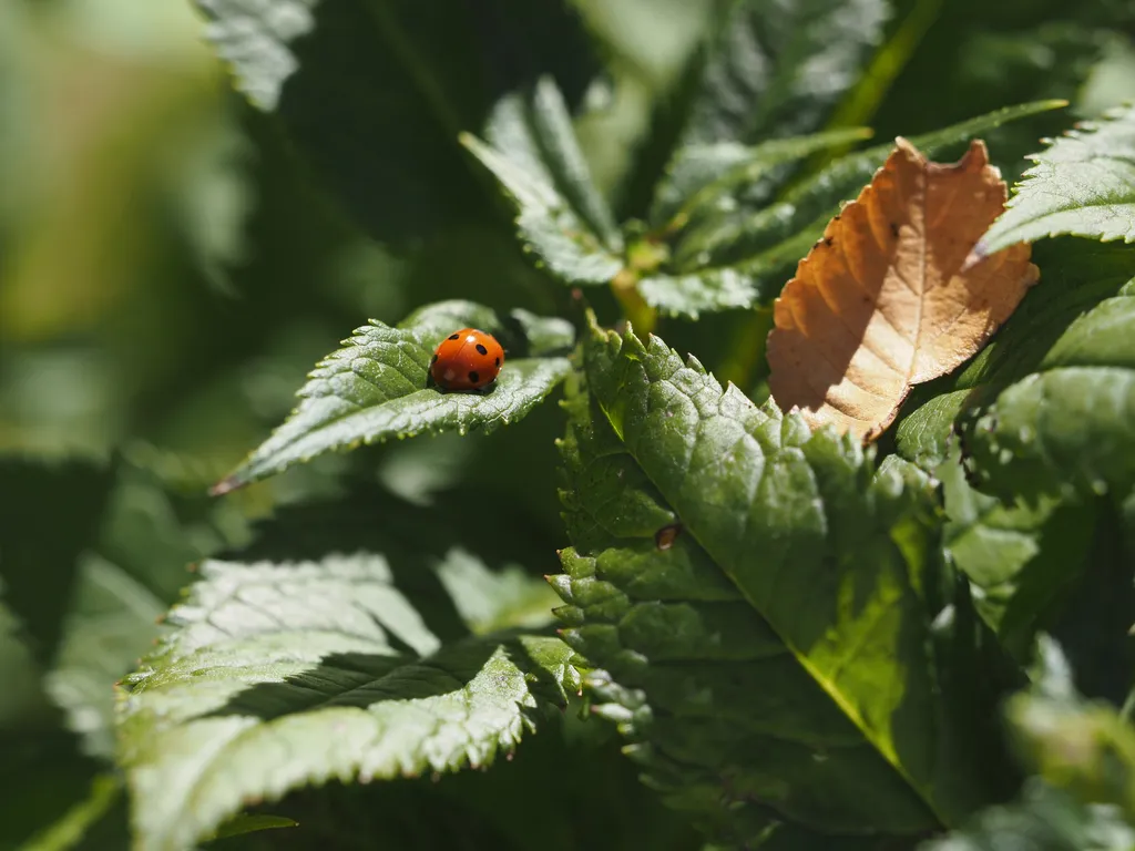 a ladybug nestled in a leaf