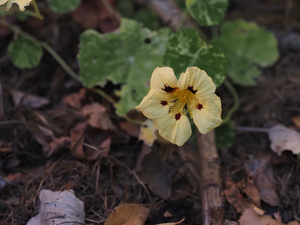 a yellow flower with dark red accents