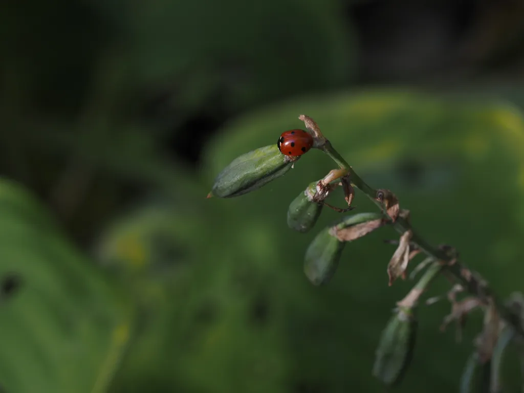 a ladybug on a small leaf