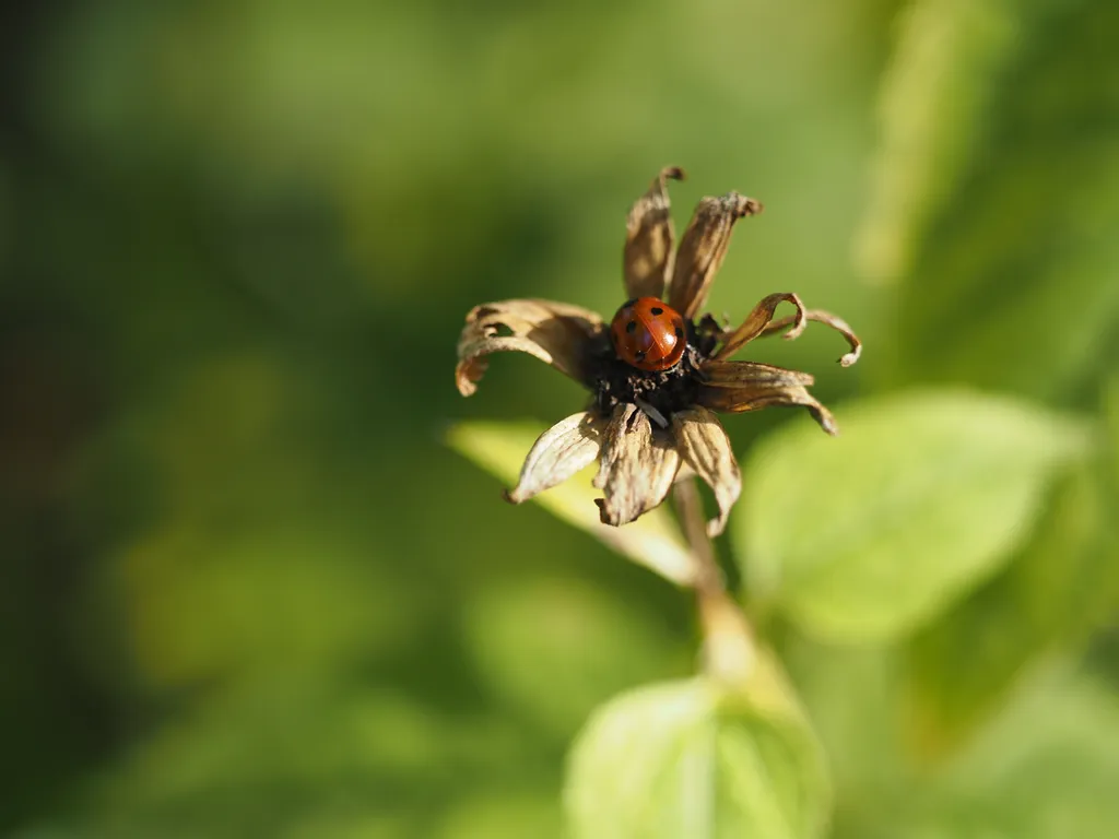 a ladybug in the center of a small wilted flower