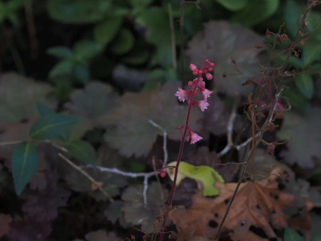 tiny pink flowers