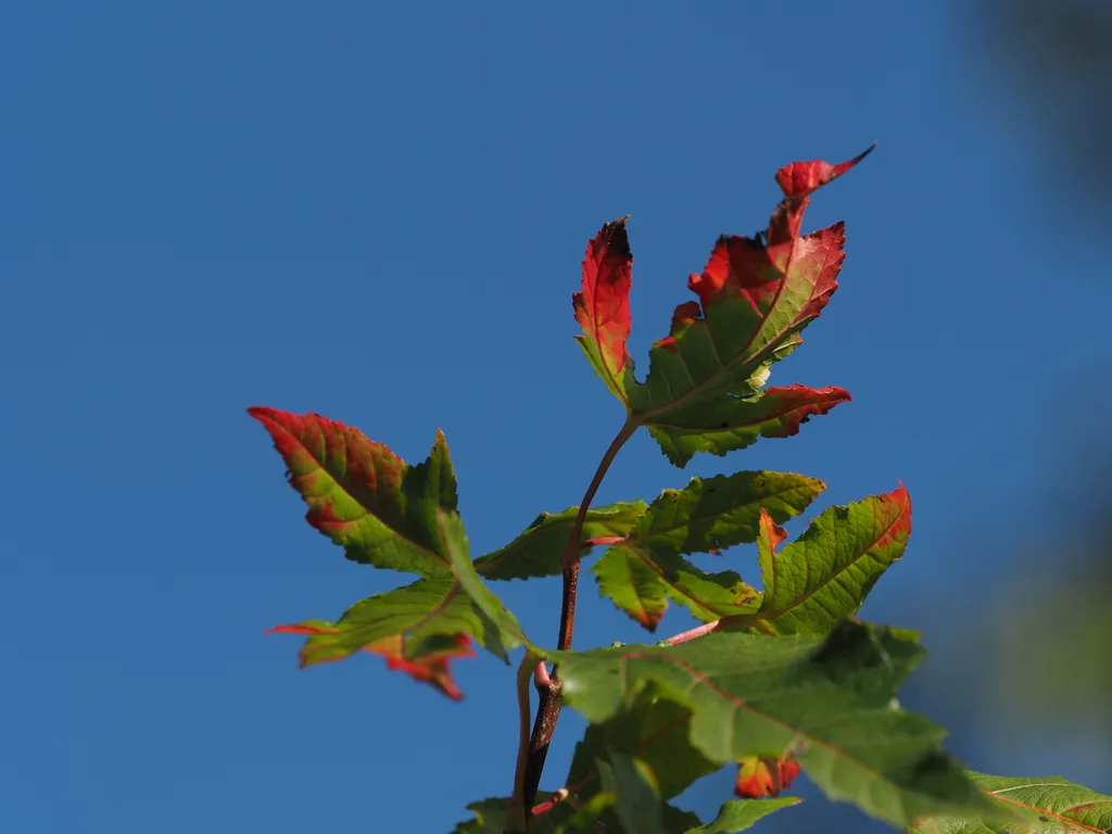 green leaves turning red against a clear blue sky