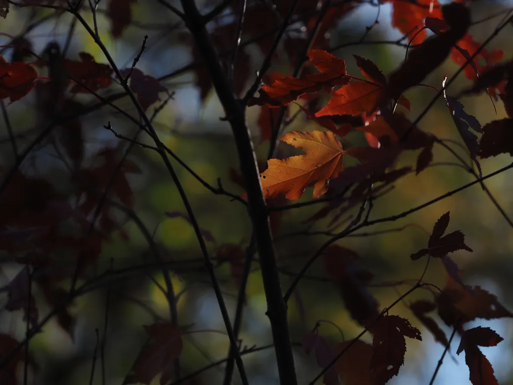 red leaves catching the sunlight