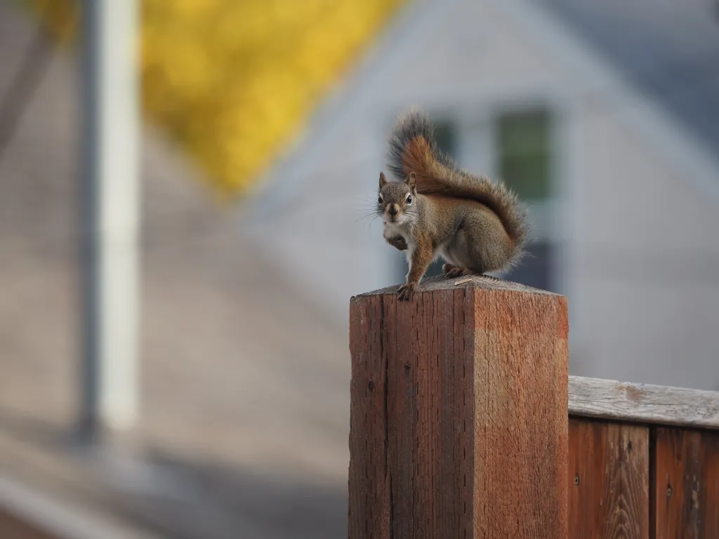 a squirrel on a fence post, looking at camera