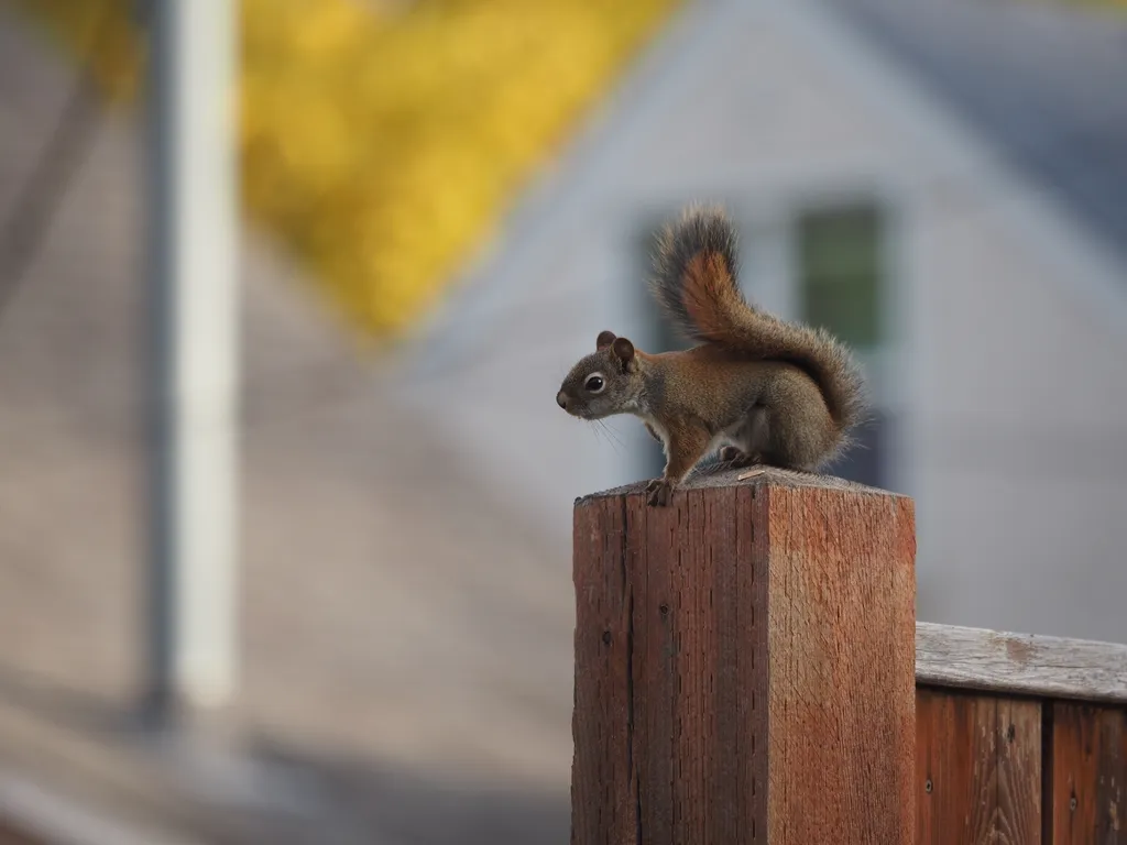 a squirrel on a fence post