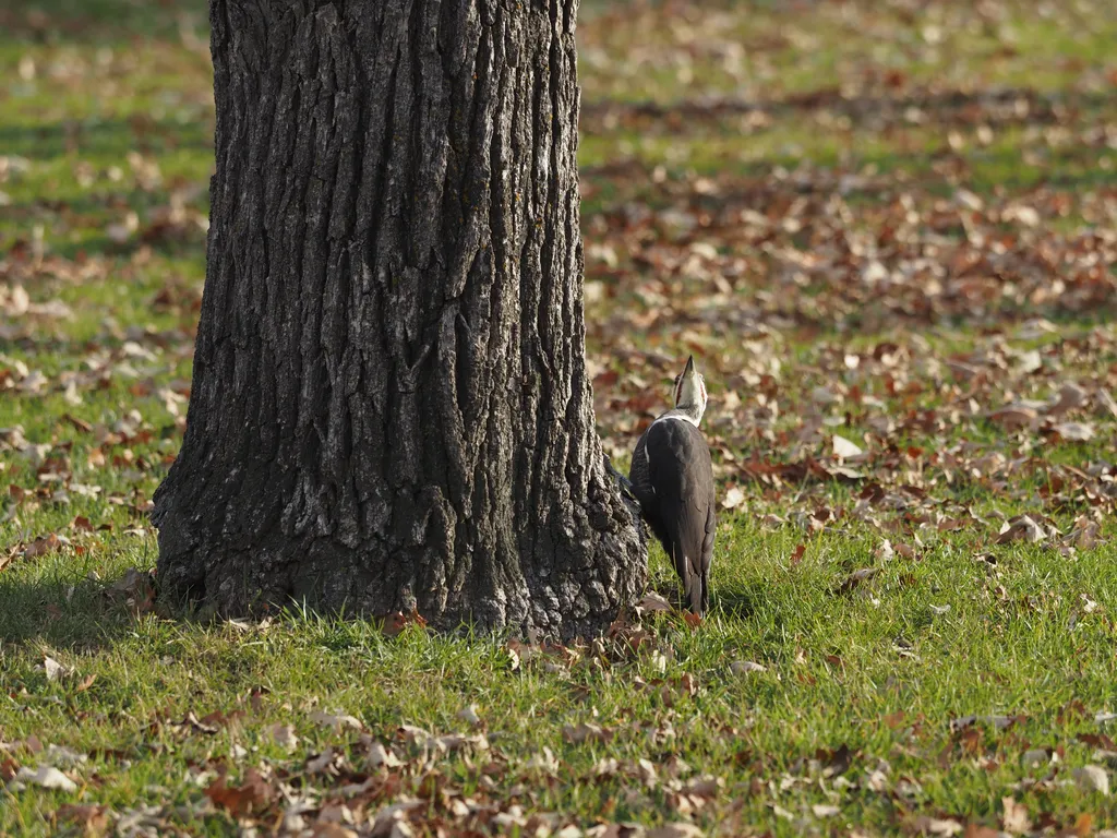 a large woodpecker at the base of a tree