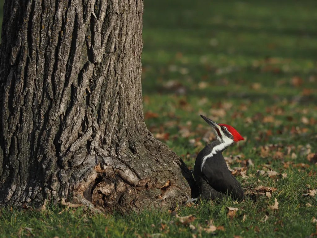 a large woodpecker at the base of a tree