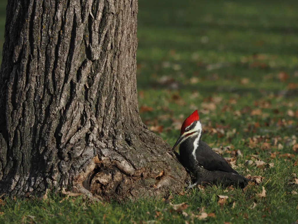 a large woodpecker at the base of a tree