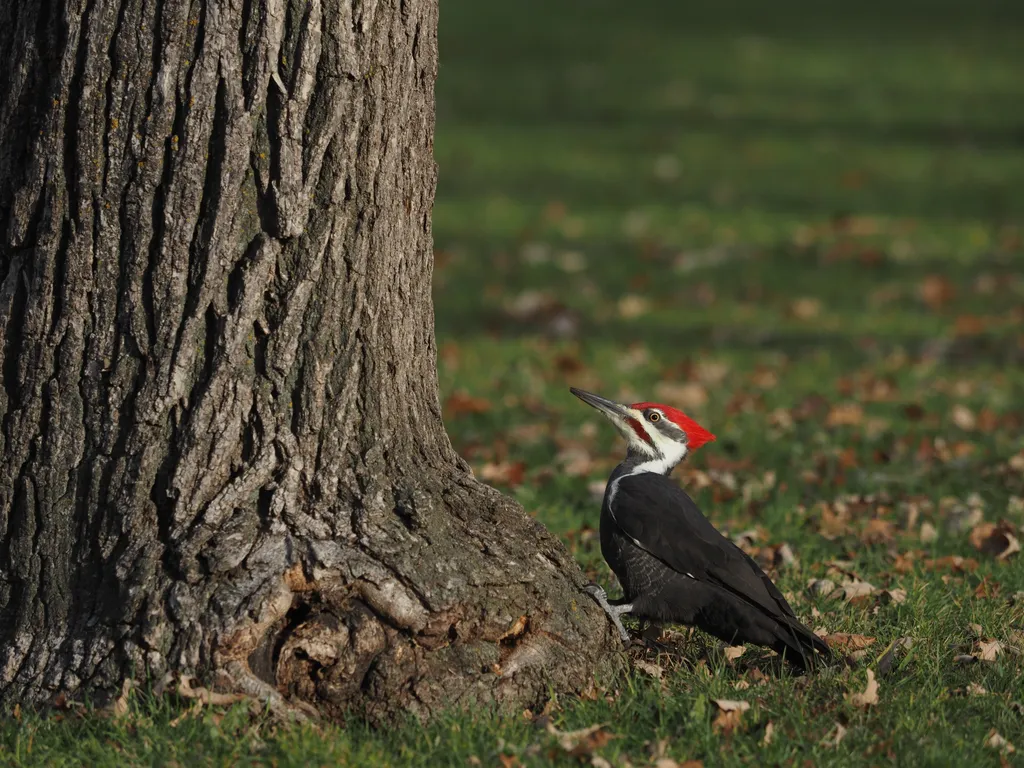 a large woodpecker at the base of a tree