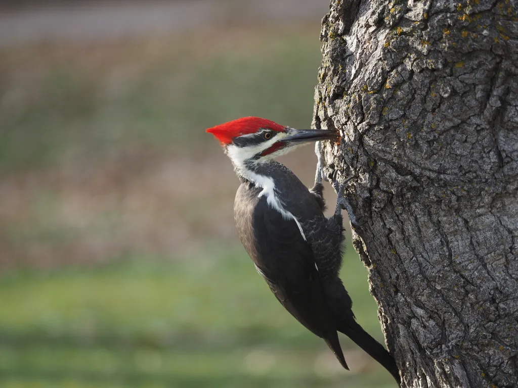 a large woodpecker in a tree