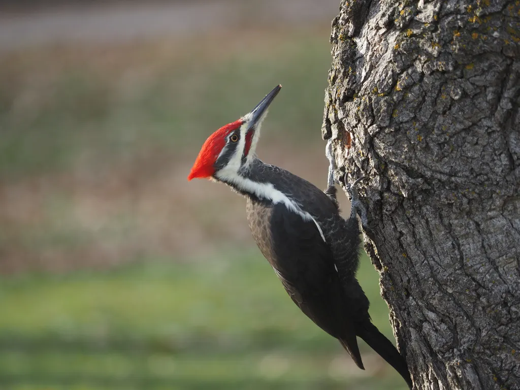 a large woodpecker in a tree