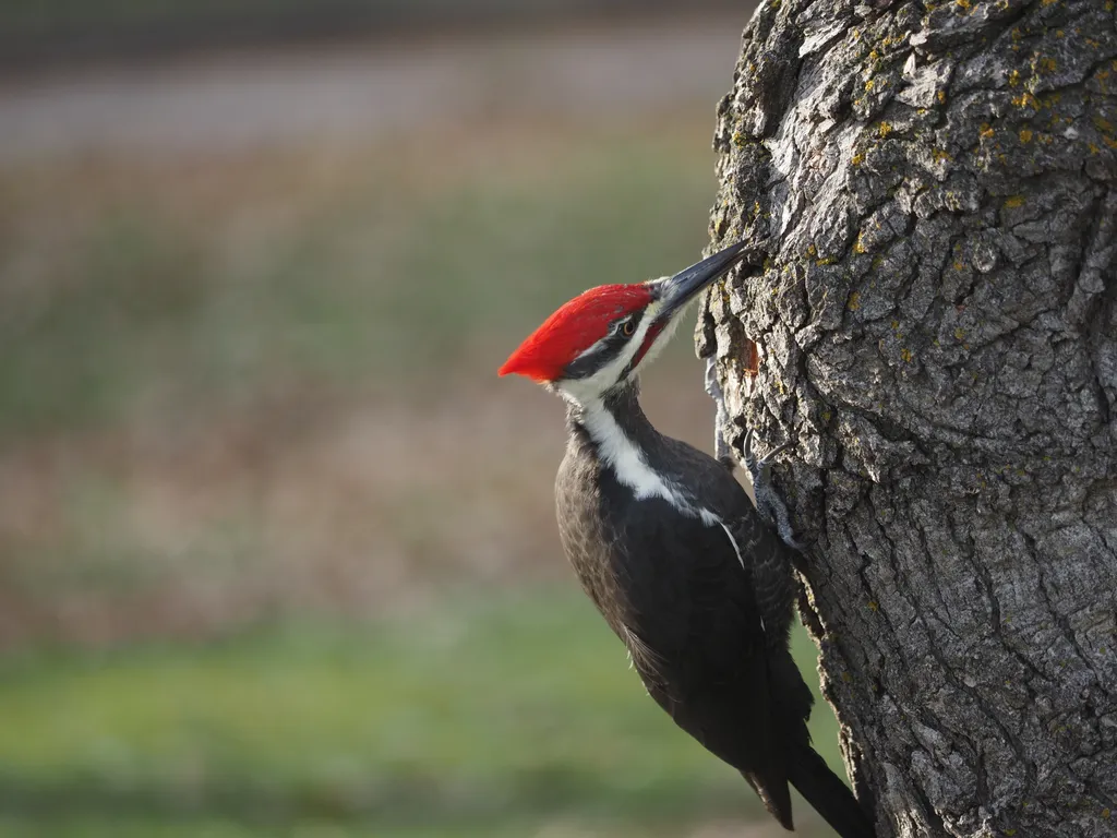 a large woodpecker in a tree