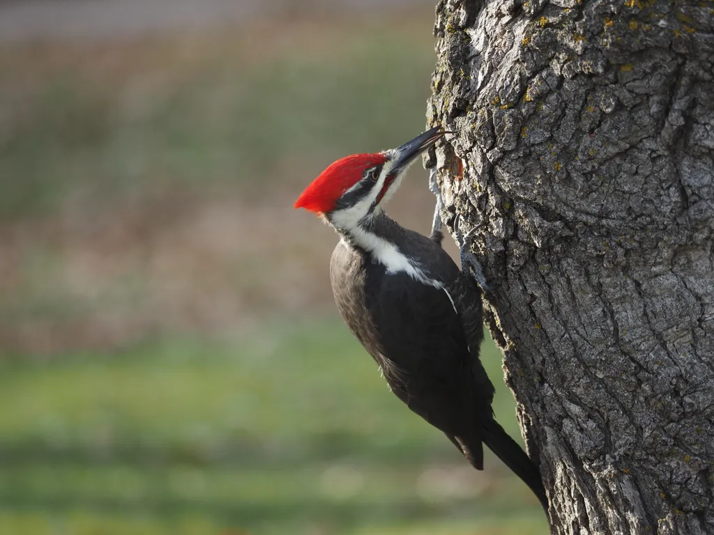 a large woodpecker in a tree