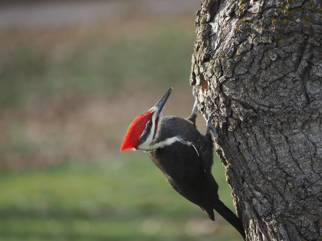 a large woodpecker in a tree