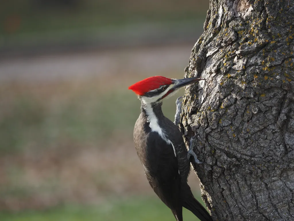 a large woodpecker in a tree