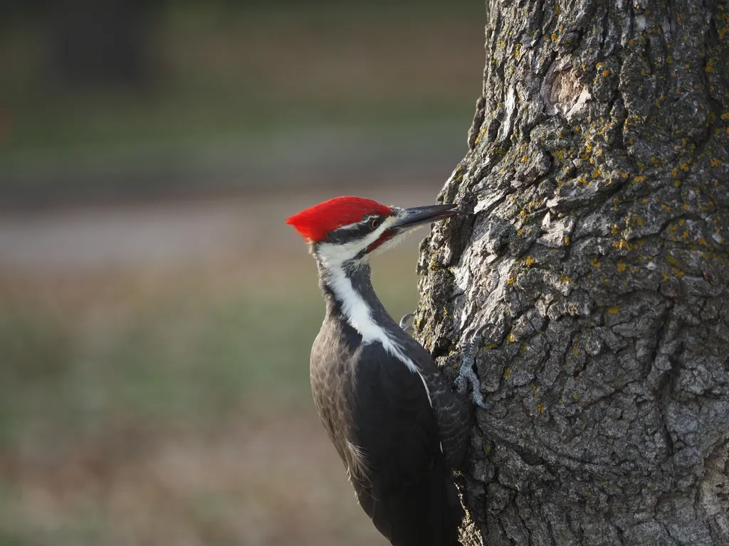 a large woodpecker in a tree