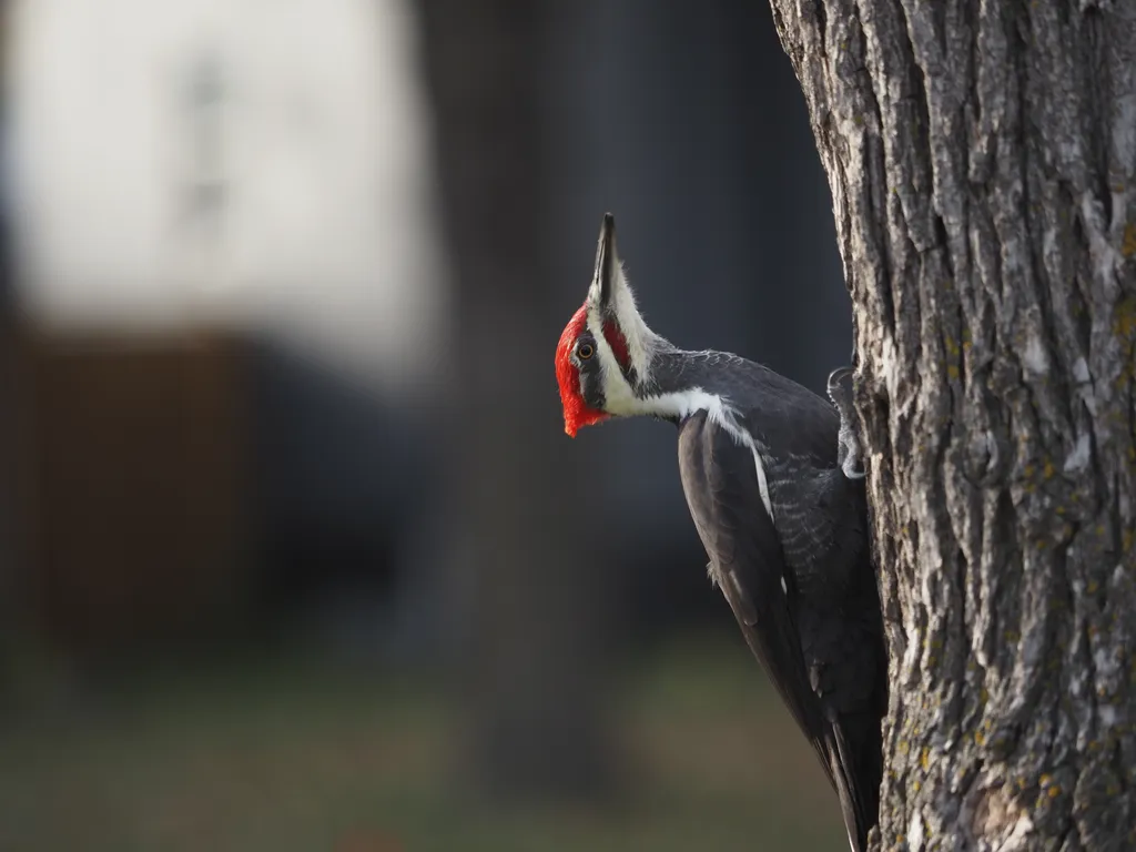 a large woodpecker in a tree