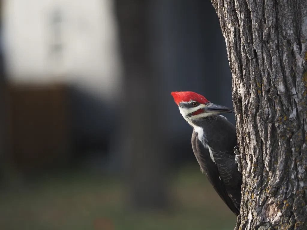 a large woodpecker in a tree