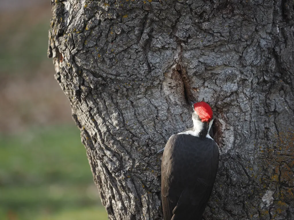 a woodpecker peering into a hole